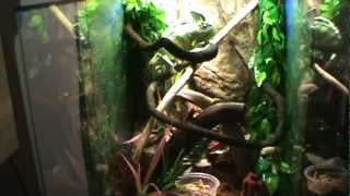 Read Desc Ideal Veiled Chameleon Tank Setup With Reptifogger [upl. by Ahsatak]