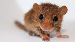 Baby dormice fight for life at Wildwood [upl. by Anrehs]