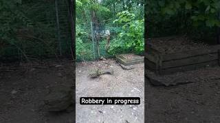 Freeze Mr Fox 🦊 🐓nature animals robbery fox chicken subscribe [upl. by Amaris836]