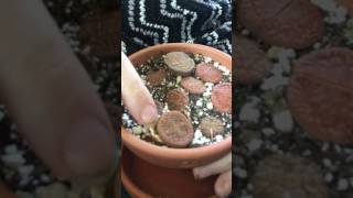 Lithop Life Cycle Examples [upl. by Nilek890]