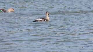 Spot billed ducks [upl. by Claman]