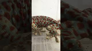 Gecko sound gecko reptiles iguana lizard chipkali ตุ๊กแก animals bebek pineapple8586 [upl. by Nyloj]