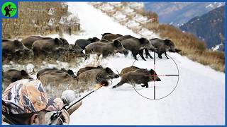 How Do Oklahoma Hunters Deal With Millions Of Wild Hogs After Wildfires  Farming Documentary [upl. by Piscatelli]