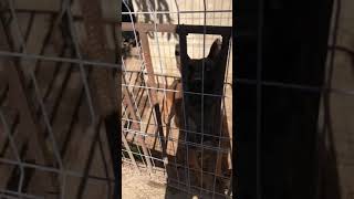 So you think you want a malinois  Untrained 2 year old mal [upl. by Idnak]