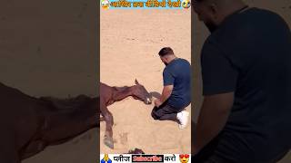 😱😱 इस बन्दे ने Horse को बचा लिया 🐎🐴 horse horselover shortsvideo viral gedget shorts [upl. by Delgado]