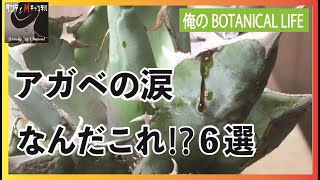 アガベの涙？噴き出してくる蜜？そんな私には理解できていない症状を６選紹介し、皆さんに回答を求める動画です。紹介株：ホワイトアイス・白鯨？・ブラックアンドブルー・チタノタ・オテロイ [upl. by Martita]