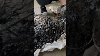 Police Involved After Another Dog Falls Into Tar Pit Becoming Completely SubmergedSTORY BELOW [upl. by Van124]