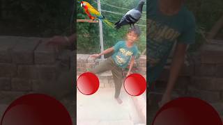 Rounding gola to parrot kabutar peacock swan 🦢 Birds names magic video magic vfxshorts shorts [upl. by Nimsaj]