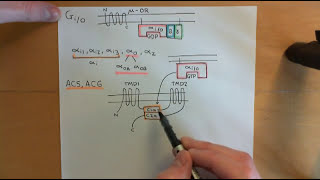 Cyclic AMP Signalling Part 12 [upl. by Allain]