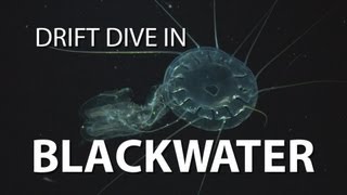 Blackwater Drift Dive  UnderH2O  PBS Digital Studios [upl. by Rehpotsirhc361]