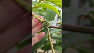 Rollinia fruiting in a container in the greenhouse [upl. by Idette]