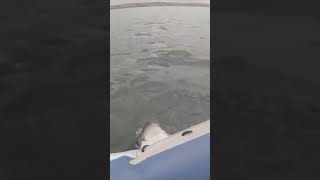 Great White Shark ALMOST Sank The Boat 😱 fishinglife fishing [upl. by Kristin249]