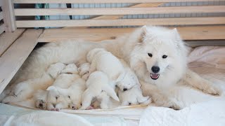 Introducing Your Samoyed to a Newborn Baby [upl. by Holleran]