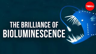 The brilliance of bioluminescence  Leslie Kenna [upl. by Hanyaz]