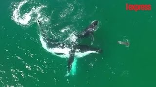 Une baleine et son bébé jouent avec un dauphin au large de lAustralie [upl. by Llednahc190]