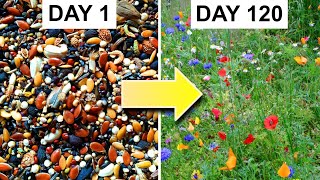 Growing a Bed of Wildflowers From Seed 162day Timelapse [upl. by Alf643]