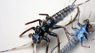 Realistic stonefly nymph fly tying instructions by Ruben Martin [upl. by Jermaine]