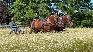 2024 Ohio Suffolk Regional Gathering [upl. by Eittel]