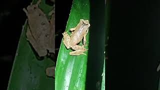 Longlegged Horned Frog Grillitschia longipes calls frog [upl. by Nosirb591]