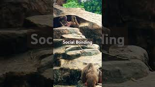 Hamadryas Baboons bonding time 🌤 baboons animals cutebaboons socialbonding watch [upl. by Jaquenetta318]