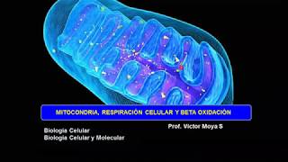 Clase estructura y función Mitocondrial parte II [upl. by Lundquist]