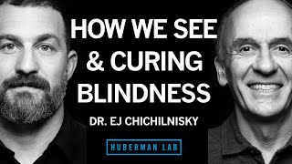 Dr EJ Chichilnisky How the Brain Works Curing Blindness amp How to Navigate a Career Path [upl. by Ilaw]