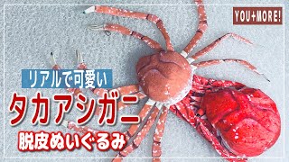 【タカアシガニ】リアルなぬいぐるみ！脱皮シーンが再現できる♪ クッションやポーチとしても使えます  新江ノ島水族館コラボ  Japanese spider crab [upl. by Dash440]