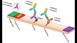 Demystifying Lateral Flow Assay Diagnostic Kit [upl. by Etnoval]