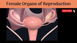 Female Organs of Reproduction  Histological Structure  Anatomy mbbs education [upl. by Sugna]