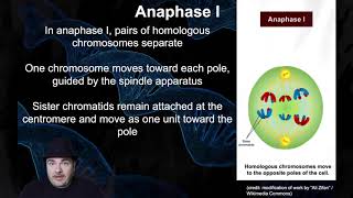 Meiosis Meiosis [upl. by Fernando]