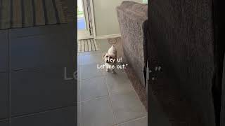 Muffin cam🤭dogs puppy cuteanimals cutedogs [upl. by Vassili]