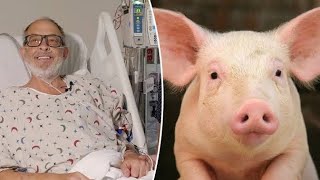 Heart transplantation from pig to Human 🐖 transplants heart pig [upl. by Valora]