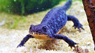 Alpine Newt Setup a Tank for Aquatic Newts [upl. by Lymn]