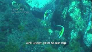 Kermadec Islands Expedition HIGHLIGHTS [upl. by Uehttam935]