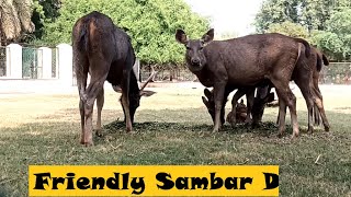 Largest deer in India  Sambar Deer  Friendly Sambar Deer Kerala [upl. by Galer]