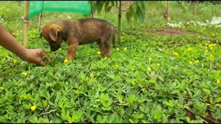 yellow peanut plant  arachi repen  peanut grass  perennial peanut for ground cover plantation [upl. by Anneirda]