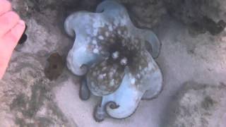 Octopus swimming at Malmok Beach Aruba [upl. by Pruchno14]