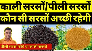 Yellow Mustard is Better or Black Mustard । sarson ki kheti । sarso ki kheti kaise Karen । [upl. by Bruni275]