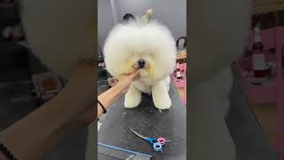 COTON CANDY BICHON FRISES NEW FACELIFT 🐶🐾 dogs adorable grooming care puppy new shorts [upl. by Nitsruk]