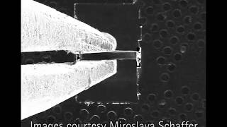 CryoFIB sample preparation for cryoTEM using a cryoGripper [upl. by Alhan]