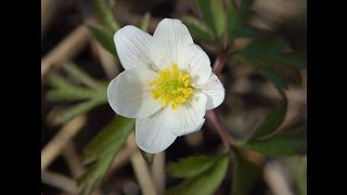 Vårblommor 20130501 [upl. by Nesiaj559]