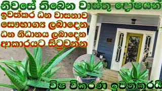 බදුන්ගත කෝමාරිකා පැලයක් නිවැරැදිව රෝපණය කරන ආකාරය කෝමාරිකාkomarika [upl. by Lammond]