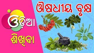 Odia Learning Videos  Learn Medicinal Plant Names  Odia Learning Videos  kuhuka kahani [upl. by Nnylirej661]