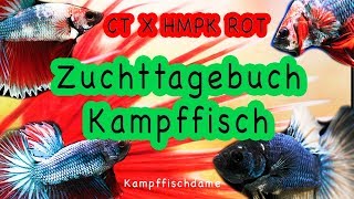 14 Tage alte Kampffische ctxhmpk rot  Zuchttagebuch Kampffischdame [upl. by Htnamas217]