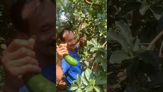 Avocado Harvest at a Farm in Dak Lak [upl. by Jewel]