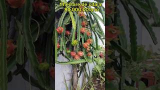 PITAYA PITAIA agro agricultura agriculture shorts [upl. by Resor]