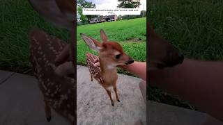 This man rescued a baby deer on the road and then animalshorts shortvideo [upl. by Yreneh31]