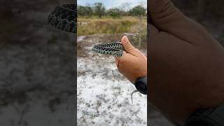 Quick catch and release of a Blue Garter snake 📸 🐍   snakevideo reptile snakehandling [upl. by Dylane629]