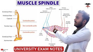 Muscle Spindle  Proprioceptors CNS Physiology [upl. by Rubin]