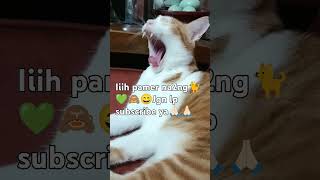 Ngantuk😴berat jdi kek gini🙈🐈💚😄 rekomendasicatcatlovershortsshortvideoshortnetizenshortsfeed [upl. by Aneehsak]